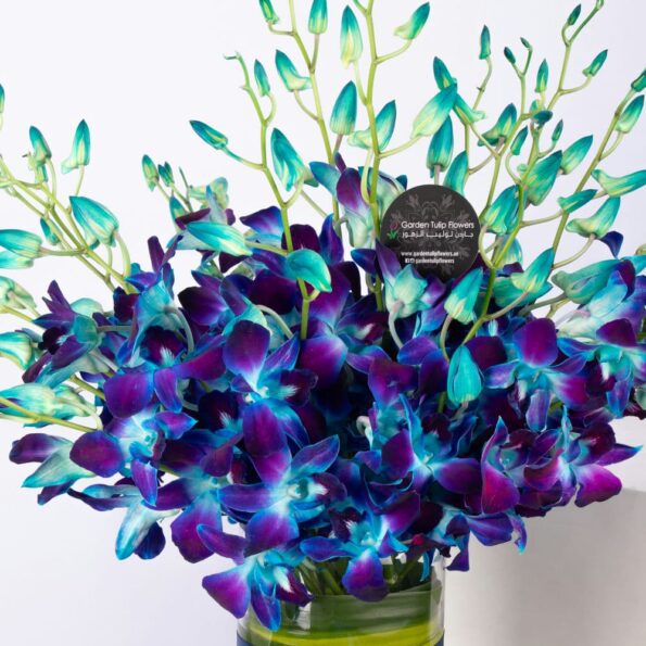 Close Up view of blue dendrobium orchids in a cylinder vase with massengeana leaf