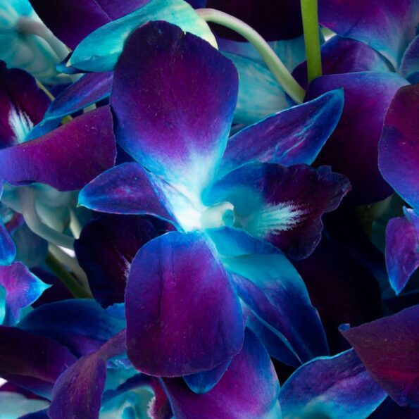 Close Up view of blue dendrobium orchids in a cylinder vase with massengeana leaf