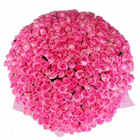 Bunch of 500 Pink Roses in nice wrapping