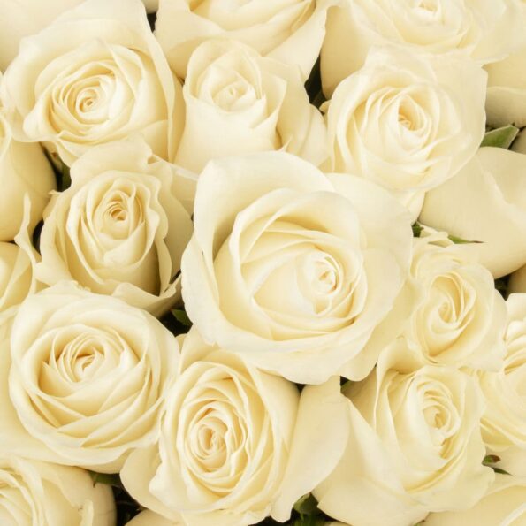 Close-up view of bouquet of 101 white roses, wrapped in eco-friendly satin paper and tied with a ribbon