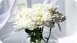 close up view of white flowers in vase
